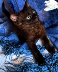 Отдам котят