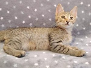 Котёнок мальчик