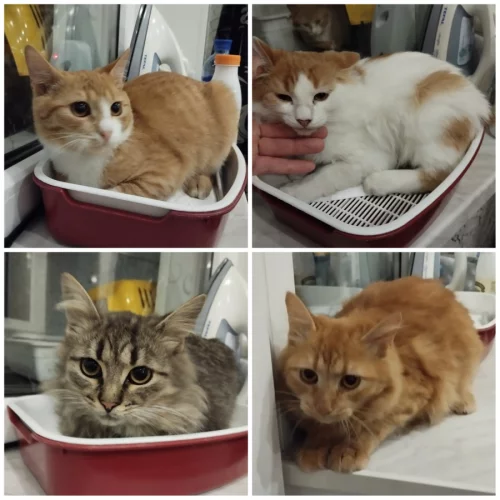 Поиск любящего дома