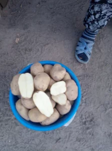 Картофель вкусный