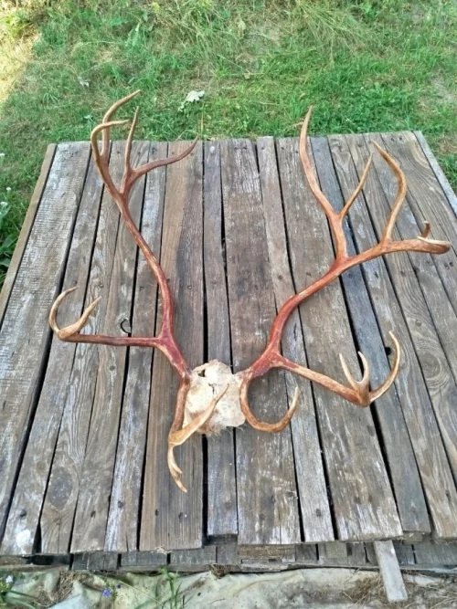 Рога оленя