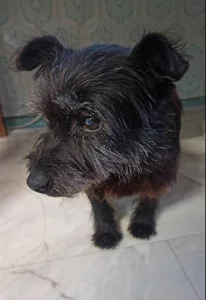 Потерялась собака