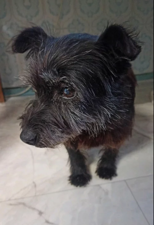 Потерялась собака