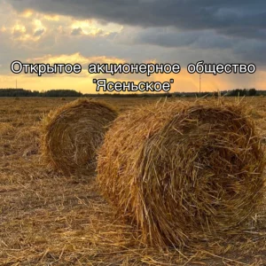 Главный бухгалтер