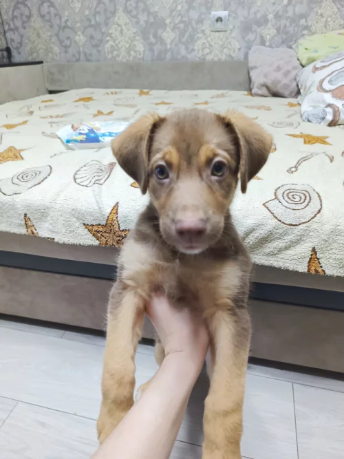 Отдам щенка в добрые руки