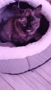 Кошечка