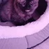 Кошечка