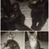В поисках семей милые котята