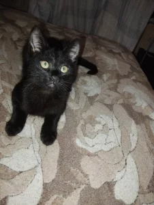 Ласковые котята