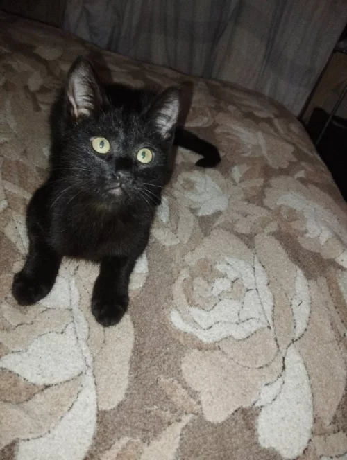 Ласковые котята