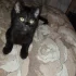 Ласковые котята