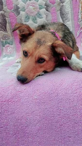 Лапка, 1 год, стерилизована