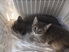 Отдам котят