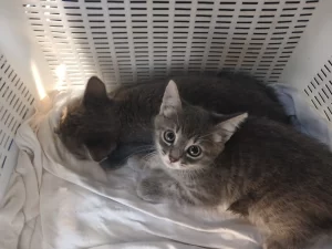 Отдам котят