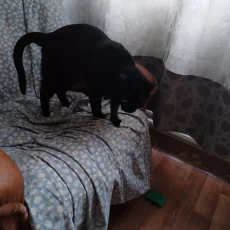 Кошечка Багира ищет новую семью