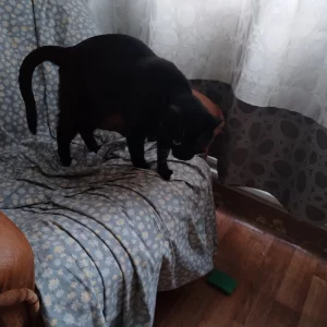 Кошечка Багира ищет новую семью