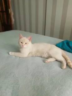 Бесплатно кастрированный котик