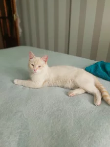 Бесплатно кастрированный котик