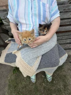 Котята даром