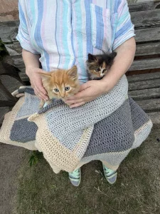 Котята даром