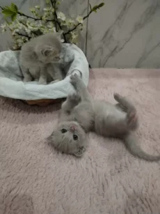Котята породы шотландской вислоухой