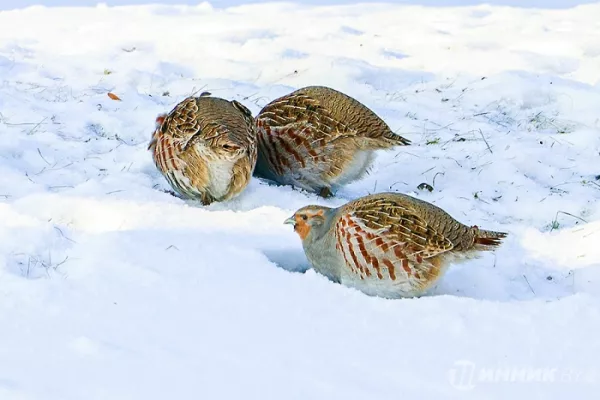 «Техногенное тепло» привлекло куропаток на «Белшину»