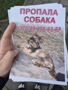 ПРОПАЛА СОБАКА