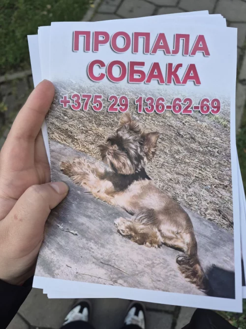 ПРОПАЛА СОБАКА