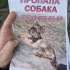 ПРОПАЛА СОБАКА