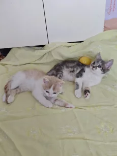 Красивые Котята