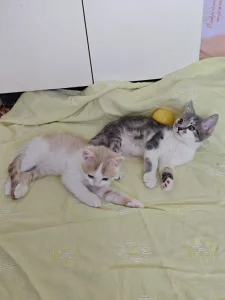 Красивые Котята