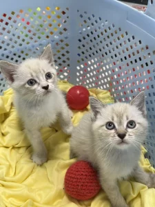 Красивые Котята