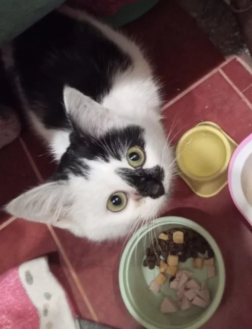 Кошечка 3 месяца