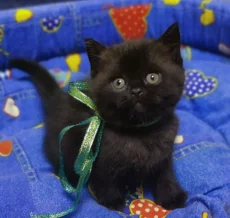 Британский котенок.Горький шоколад