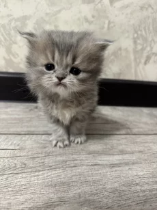 Вислоухие котята (БРОНЬ)