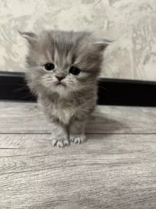 Вислоухие котята (БРОНЬ)