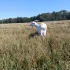 Козы