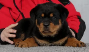 Щенки ротвейлера