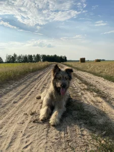 Собака (щенок до года)