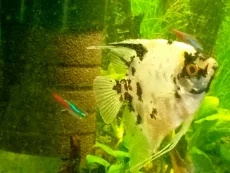 Аквариум 200л