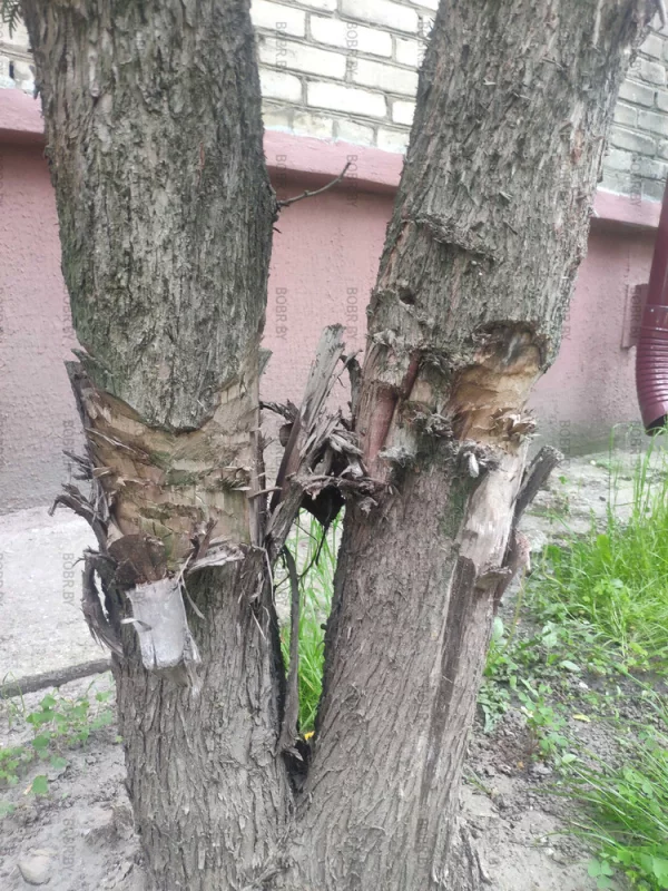 Эти деревья, явно кому-то мешают. Вредительство?