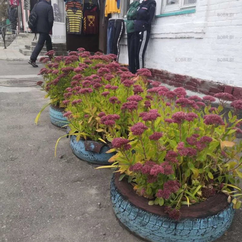 Самодельные клумбы