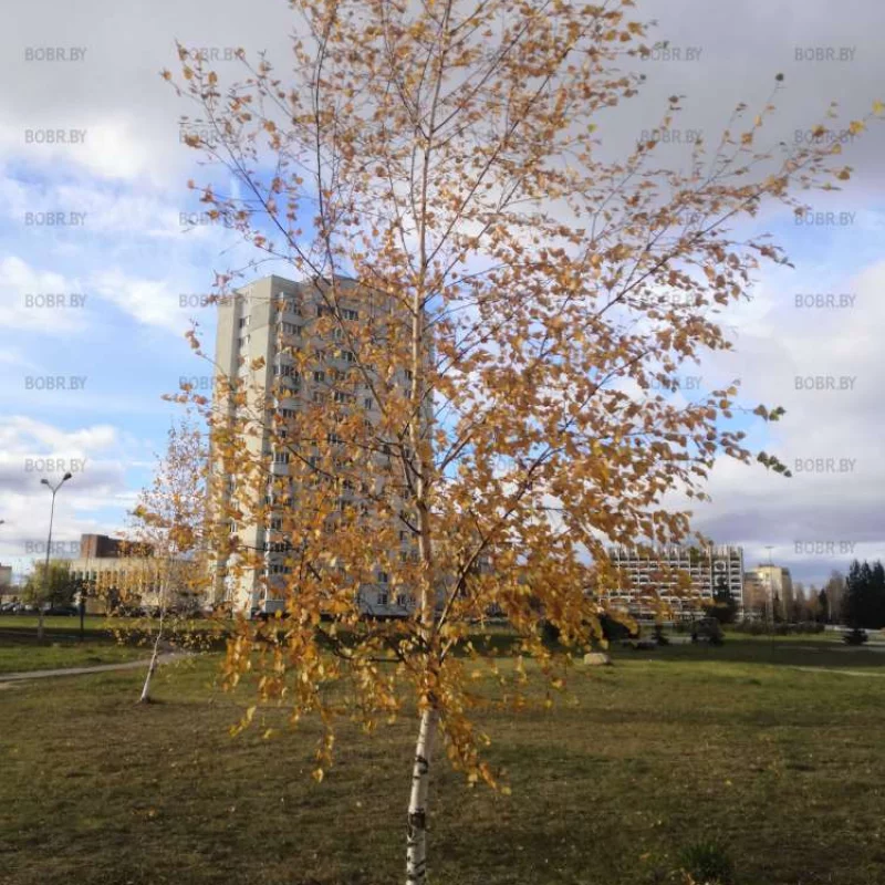Золотая осень 