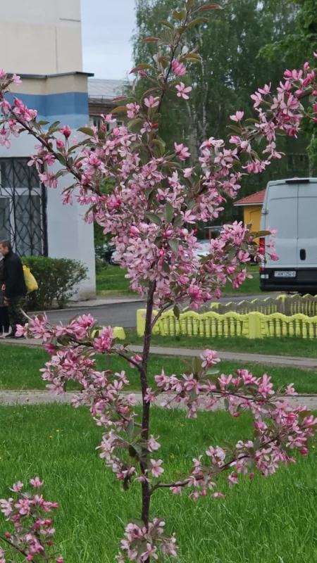 Зацвели свежевысаженные декоративные яблони