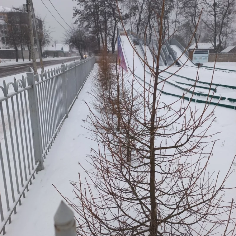 Ёлки посадили, но не полили... сухие стоят