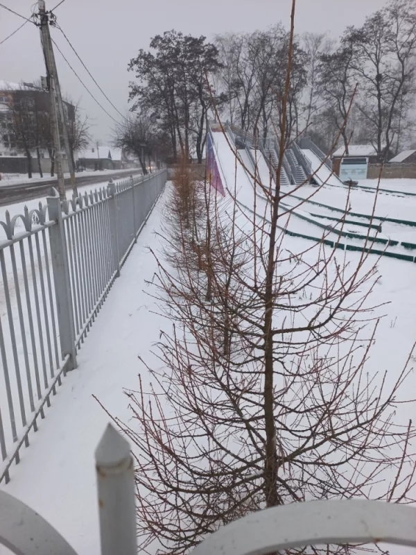 Ёлки посадили, но не полили... сухие стоят