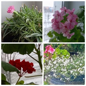 Контейнерные растения для высадки на участок: фуксия, розмарин и др