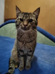 Срочно, в добрые руки