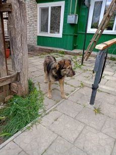 Собака ищет хозяина