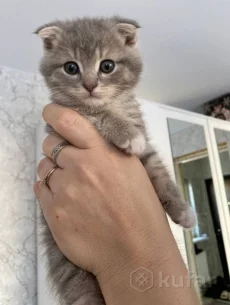 Котята шатланские